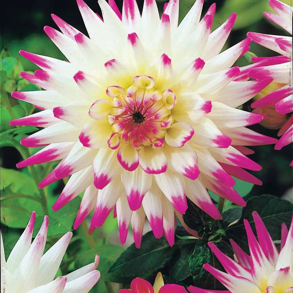 8 dahlias cactus en mélange - le sachet de 8 bulbes / calibre i, vendu par lot de 2